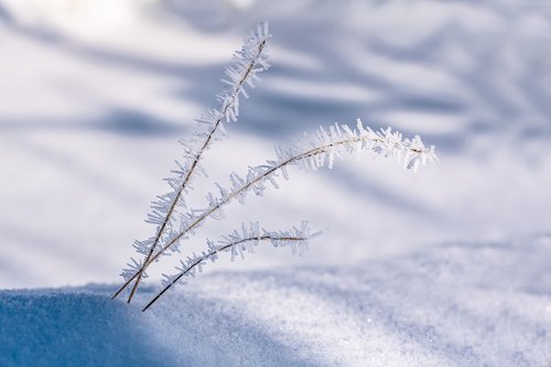 eiskristalle  blades of grass  snow