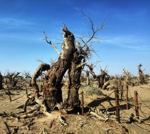 ejina populus euphratica forest strange trees