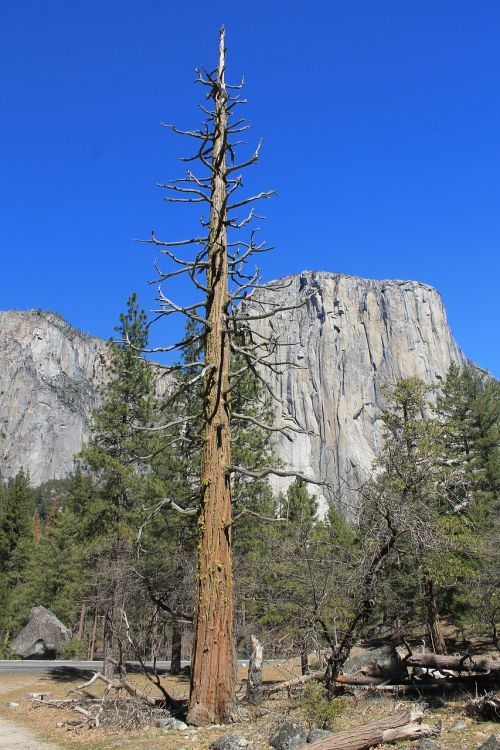 el capitan yosemite tree