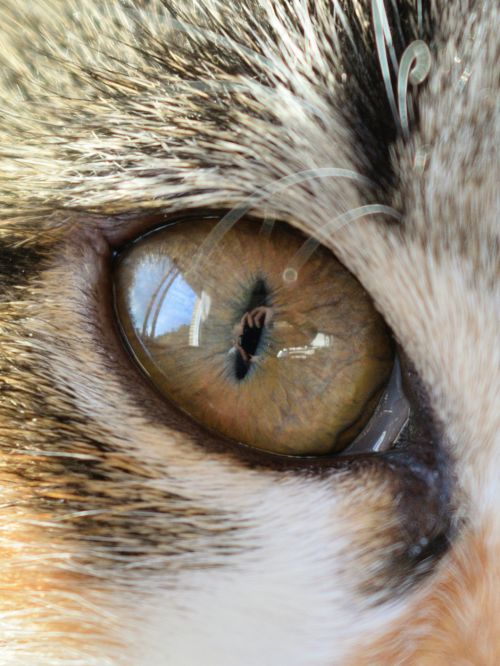 The Eye Of My Cat And I