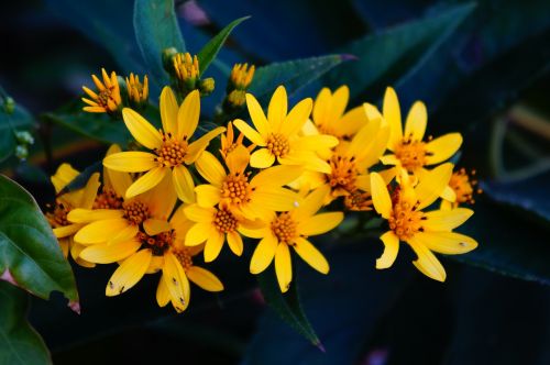 el salvador flowers bouquet