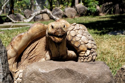 el salvador giant turtles giants