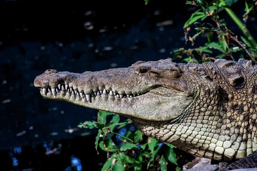 el salvador  crocodile  animal