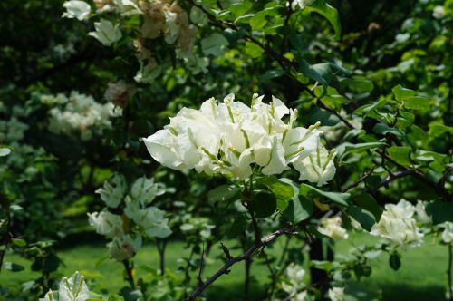 el salvador flowers nature