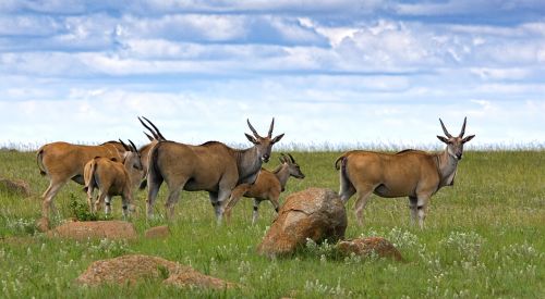 eland antelope buck