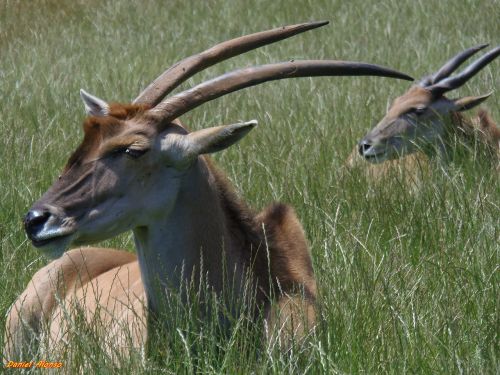 eland antelope deer