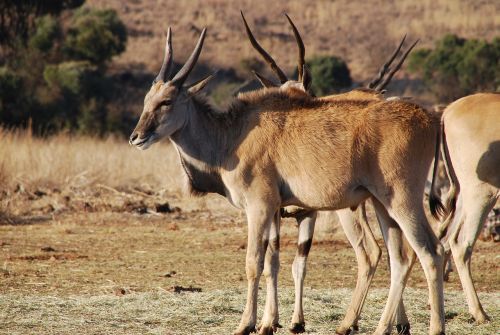 eland antelope south africa wildlife