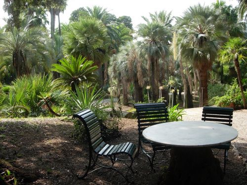 elba palm garden trees