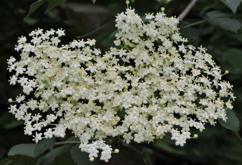 elder sambucus nigra blossom