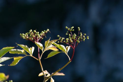 elder adoxaceae holler