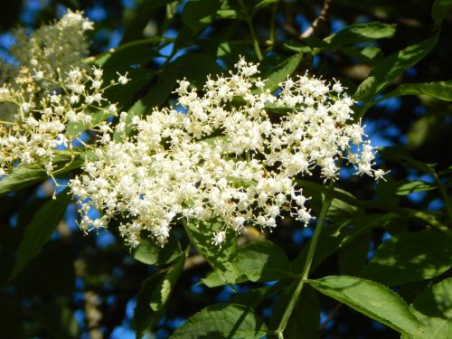 elder elderberry flower fragrance