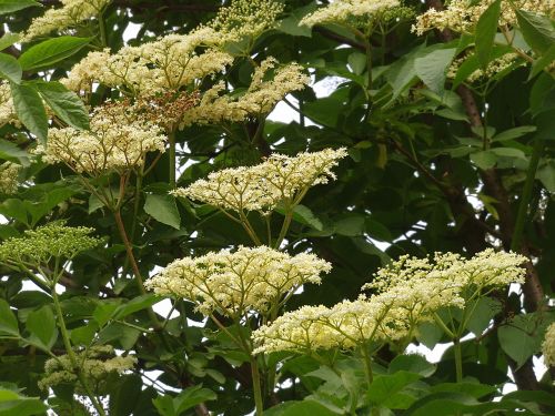 elder wild plant holler