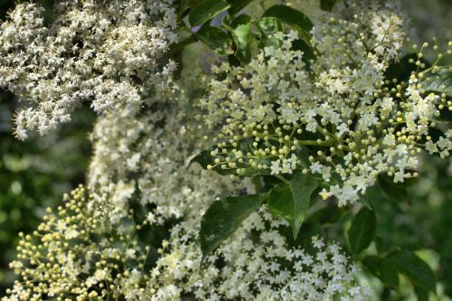 elder flowers bud