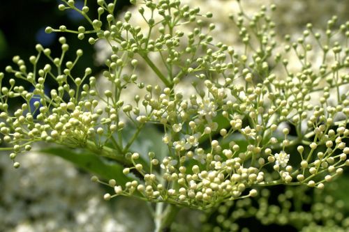 elder white bud