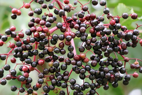 elder close berries