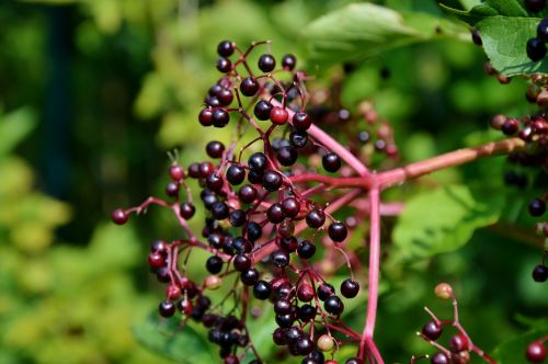 elder elderberries black elderberry