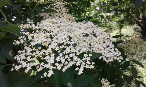 elder plant blossom