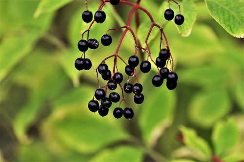 elder berries black elderberry