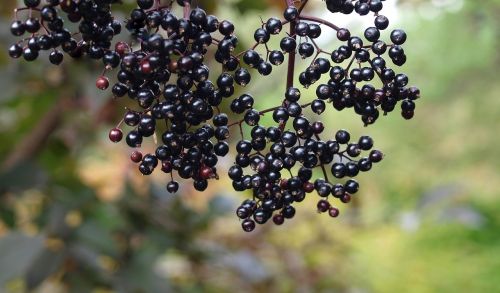 elder berries nature