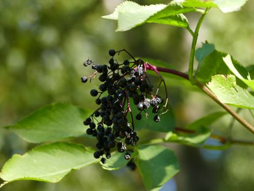 elder čierná fruits
