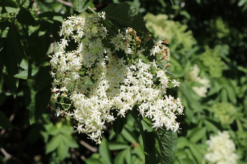 elder  fläderblomma  summer