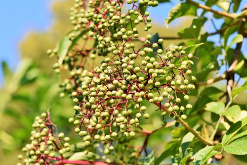 elder  holder bush  black elderberry