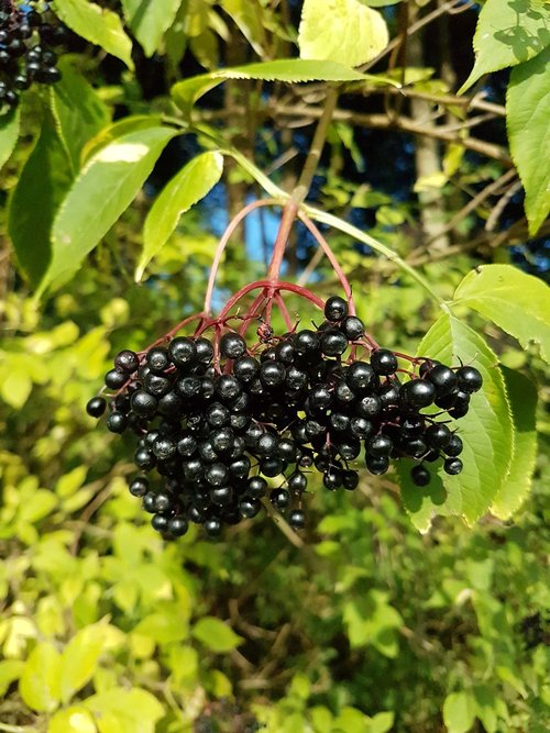 elder  leaves  berries
