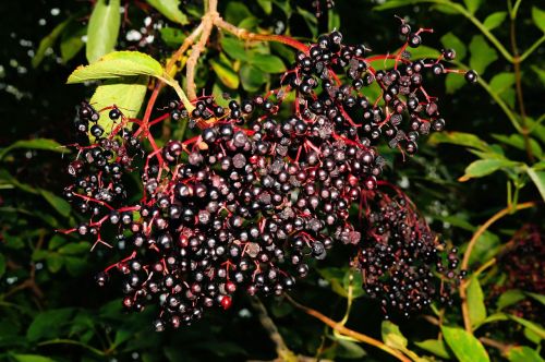 elder berries black