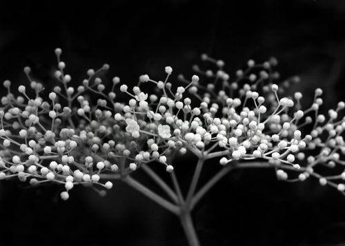 elder flower plant