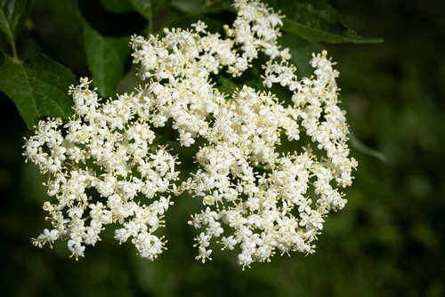 elder  elderberry flower  garden