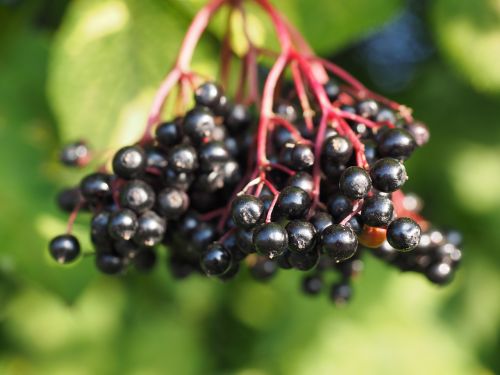 elder elderberries berries