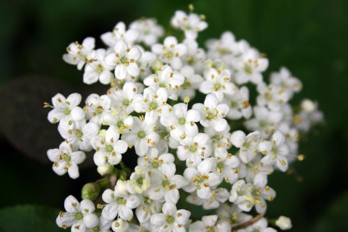 elder blossom bloom