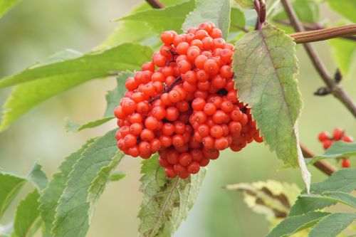 elder red berries