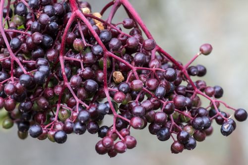 elder berries macro