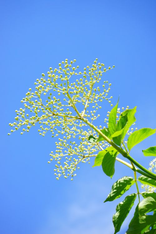 elder buds bud black elderberry