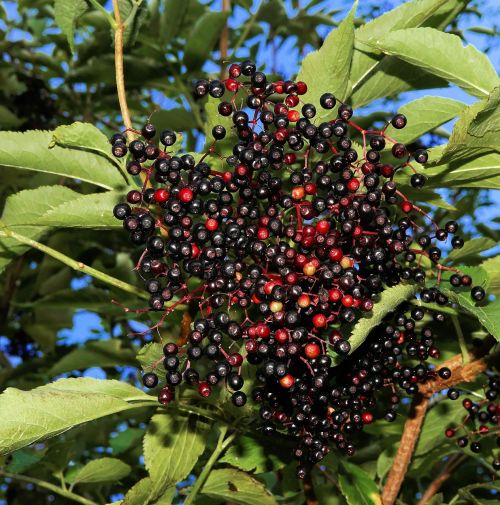 elderberries black elderberry lilac berries