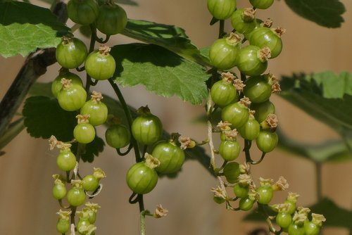 elderberry  garden  plant