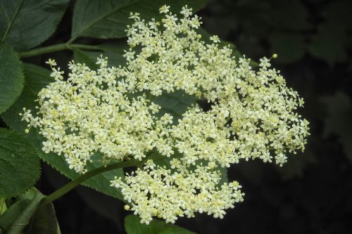 elderberry flower elder blossom