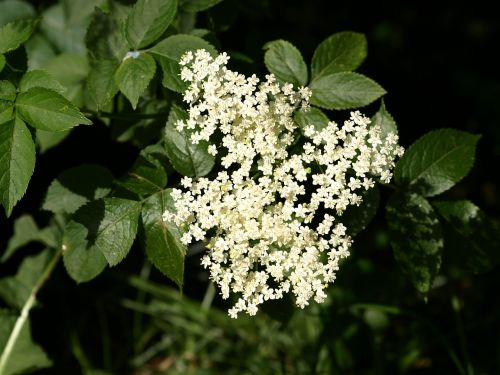 elderberry flower blossom bloom