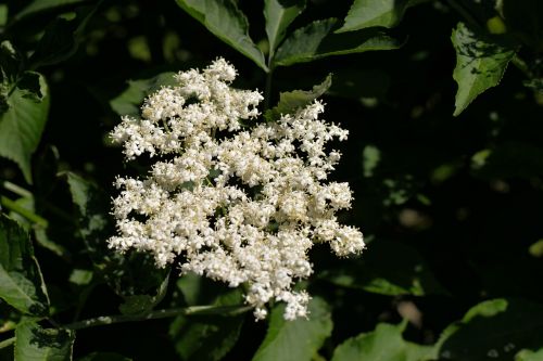 elderflower white bush