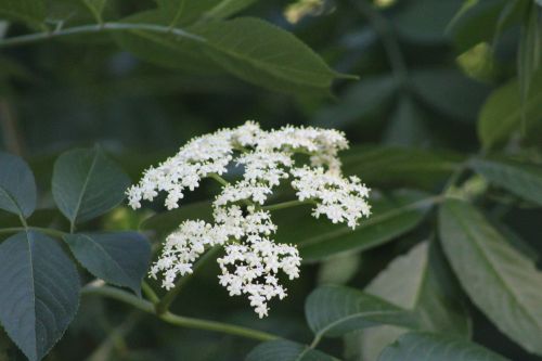 elderflower herbal medicinal herbs