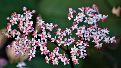 elderflower  elder  flowers