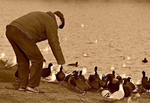 elderly man  bent  feeding the birds