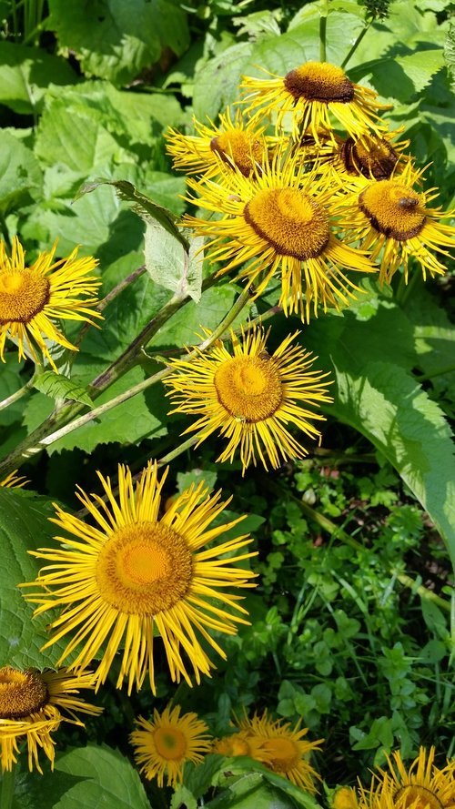 elecampane  flowers  yellow