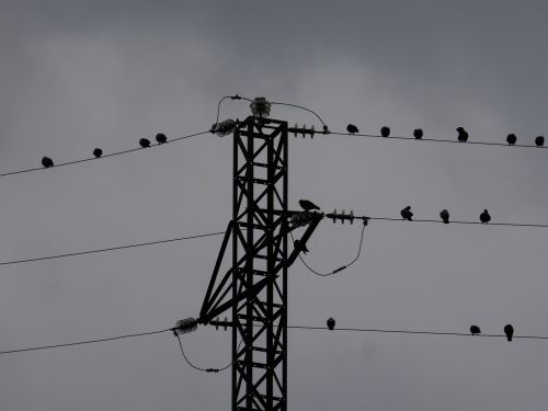 electric cables pigeons birds