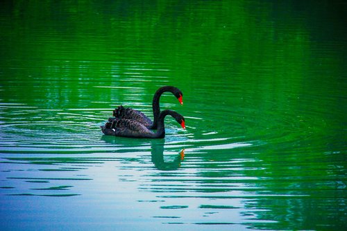 electronic hkust  black swan  splash water