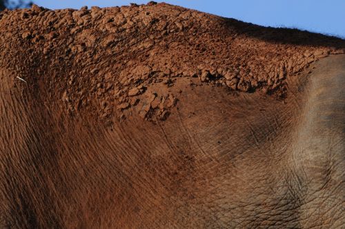 Elephant Skin Background