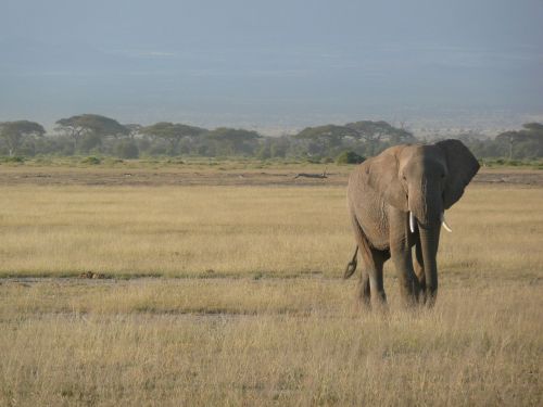 elephant kenya africa