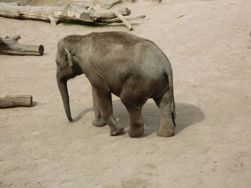 elephant pachyderm proboscis