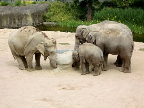 elephant elephant family baby elephant